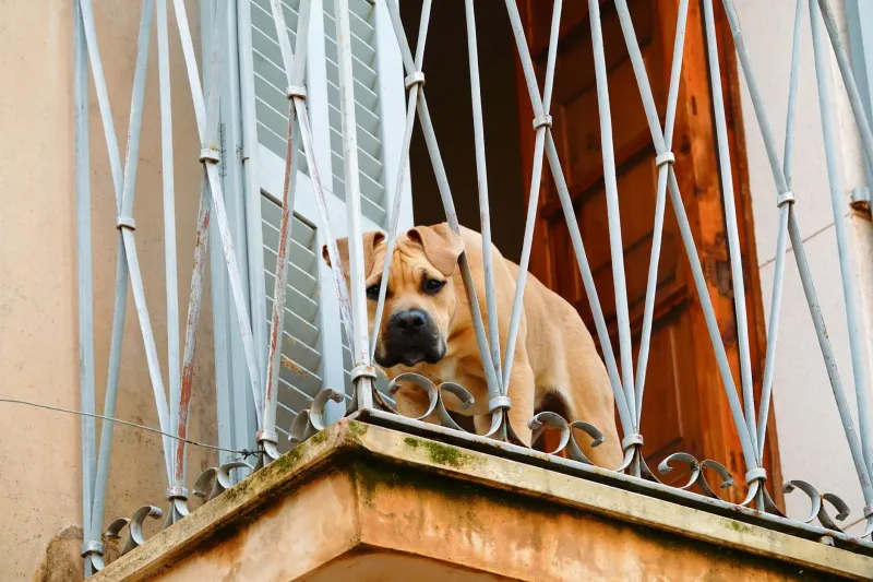 ¿Qué mascota eres tú? La guía definitiva para encontrar a tu compañero peludo ideal