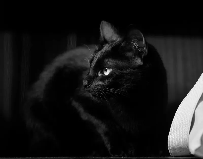 Felinos con alma de malvado: los gatos que se convirtieron en los auténticos villanos de la pantalla española