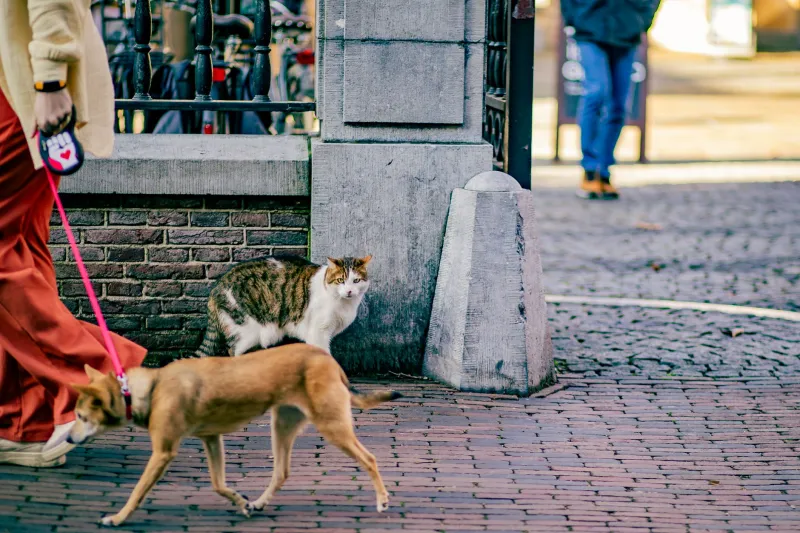 Moda pet sin trampa ni cartón: guía para no caer en la trampa del merchandising peligroso para mascotas