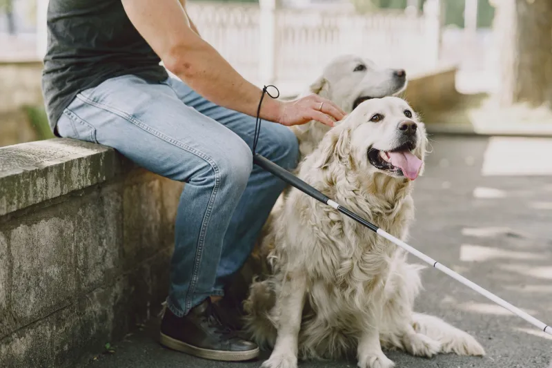 Héroes de cuatro patas: los animales de servicio en España que hacen lo que ningún médico puede