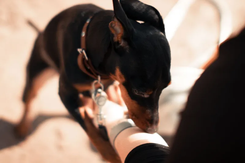 El médico tiene cuatro patas: cuando tu perro o gato sabe antes que el especialista que algo va mal