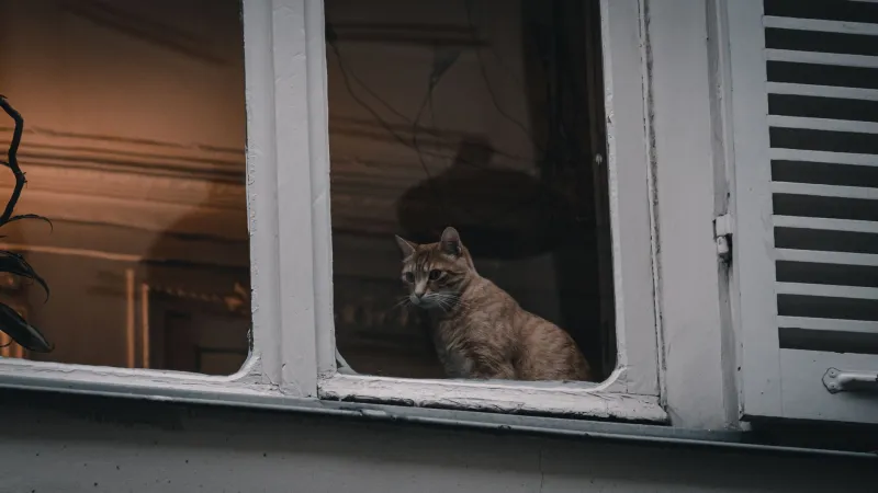Tu mascota lleva una doble vida y tú ni te has enterado