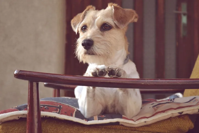 Cuando las mascotas se cuelan en el Congreso: los momentos más épicos de perros y gatos en la política española