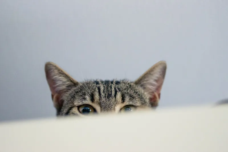 Mi gato tiene otra familia: el escándalo felino que ningún dueño quiere admitir