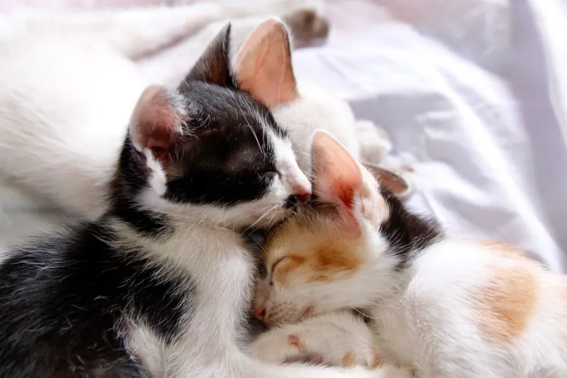 Una palabra que lo cambia todo: el poder mágico de ponerle nombre a tu mascota